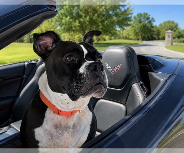 Medium Photo #5 American Staffordshire Terrier-Bulldog Mix Puppy For Sale in Euless, TX, USA