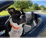 Small #4 American Staffordshire Terrier-Bulldog Mix