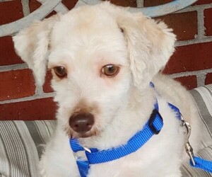 Havanese Puppy for sale in WINSTON SALEM, NC, USA
