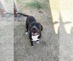 Small American Pit Bull Terrier Mix