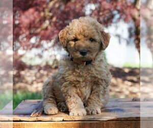 Goldendoodle-Poodle (Miniature) Mix Puppy for sale in AUGUSTA, WV, USA