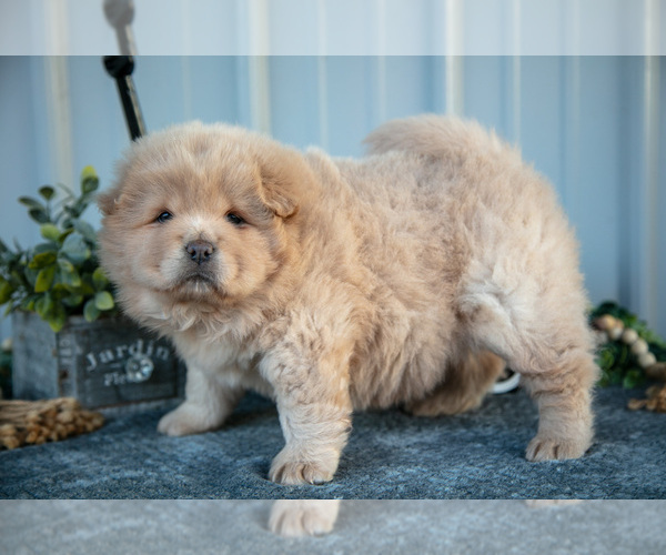Medium Photo #1 Chow Chow Puppy For Sale in WOLCOTTVILLE, IN, USA