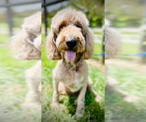 Trooper Dec 24 - Male Goldendoodle Dog for Adoption - Photo #4