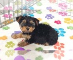 Small Photo #5 Yorkshire Terrier Puppy For Sale in ORO VALLEY, AZ, USA
