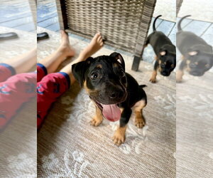 Mutt Dogs for adoption in Hillsboro, MO, USA