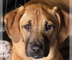 Boxador Dogs for adoption in Woodbury, NY, USA