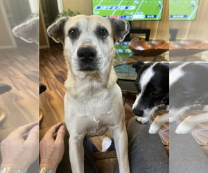 Labrador Retriever-Unknown Mix Dogs for adoption in The Woodlands, TX, USA