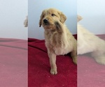 Puppy Mason Golden Retriever
