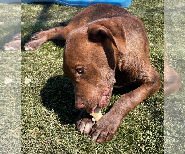 Medium Photo #3 Labrador Retriever-Unknown Mix Puppy For Sale in Tracy City, TN, USA