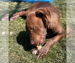 Small Photo #3 Labrador Retriever-Unknown Mix Puppy For Sale in Tracy City, TN, USA