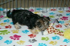 Small #2 Morkie