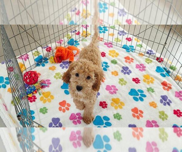 Medium Photo #5 Cavapoo mix (+ Poodle Miniature) Puppy For Sale in ORO VALLEY, AZ, USA