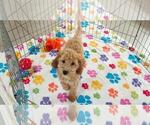 Frankie - Male Cavapoo mix (+ Poodle Miniature) Puppy for Sale - Photo #5