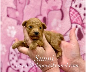 Poodle (Toy) Puppy for sale in WINNSBORO, LA, USA