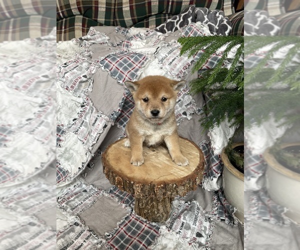 Medium Photo #14 Shiba Inu Puppy For Sale in SCHUYLKILL HAVEN, PA, USA