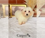 Small #10 Maltipoo