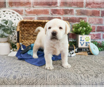Small #1 Labrador Retriever