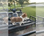 Small #11 Pembroke Welsh Corgi