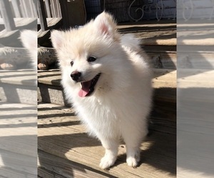 Pomsky Puppy for Sale in SAVOY, Massachusetts USA