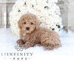 Small #4 Poodle (Miniature)