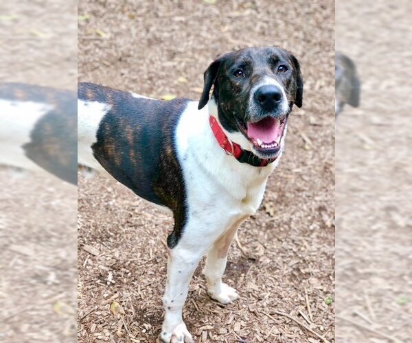 Medium Photo #4 Labrador Retriever-Unknown Mix Puppy For Sale in Rockaway, NJ, USA