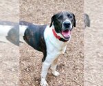 Small #3 Labrador Retriever Mix