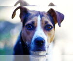 Small #3 Mutt