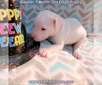 Small Photo #53 Dogo Argentino Puppy For Sale in JANE, MO, USA