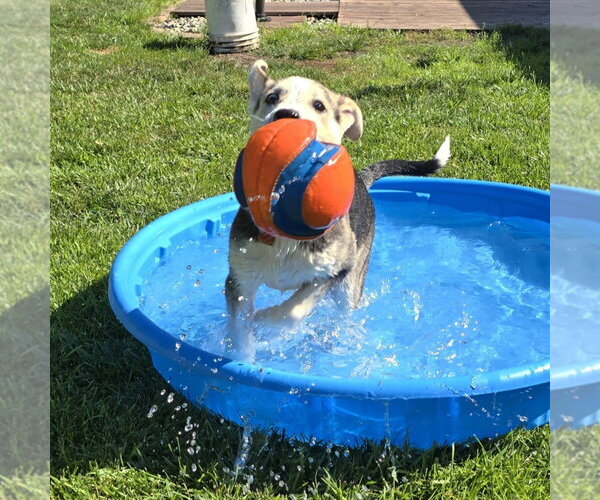 Medium Photo #7 Siberian Husky-Unknown Mix Puppy For Sale in Fargo, ND, USA