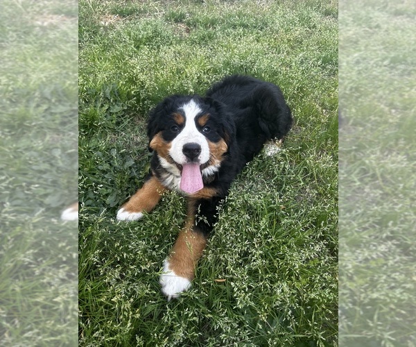 Medium Photo #4 Bernese Mountain Dog Puppy For Sale in MIDDLESEX, NC, USA