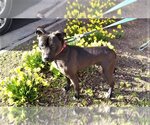 Small Photo #7 Labrador Retriever-Unknown Mix Puppy For Sale in Rowayton, CT, USA