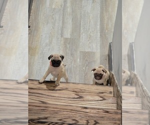 Pug Puppy for sale in ANDOVER, MN, USA