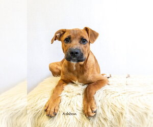Mutt Dogs for adoption in Hot Springs Village, AR, USA