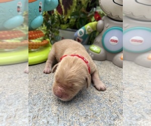 Golden Retriever Puppy for sale in NEOLA, WV, USA