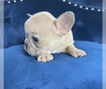Small Photo #23 French Bulldog Puppy For Sale in PORTLAND, OR, USA