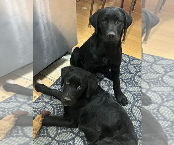 Medium Photo #4 Mutt Puppy For Sale in Salt Lake City, UT, USA