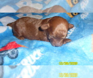 Poodle (Toy) Puppy for sale in DULUTH, GA, USA