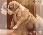 Puppy 1 English Bulldog