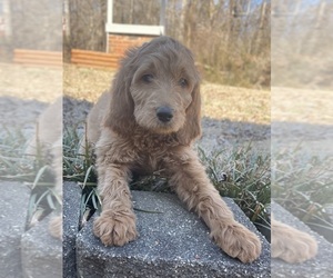 Goldendoodle Puppy for sale in NEWTON, NC, USA