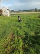 Small Photo #12 Great Dane Puppy For Sale in BOISTFORT, WA, USA