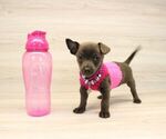 Small Photo #7 Chihuahua Puppy For Sale in LAS VEGAS, NV, USA