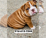 Small Photo #8 English Bulldog Puppy For Sale in SACRAMENTO, CA, USA