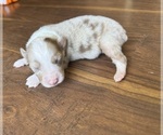 Puppy Pumpkin Australian Shepherd