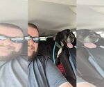 Small #1 Great Dane