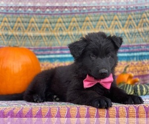 German Shepherd Dog Puppy for sale in LANCASTER, PA, USA