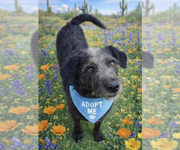 Medium Photo #1 Labrador Retriever-Unknown Mix Puppy For Sale in Phoenix, AZ, USA