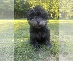 Small #16 Poodle (Miniature)