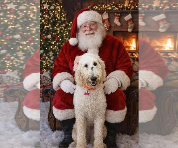 Medium Photo #3 Poodle (Standard)-Unknown Mix Puppy For Sale in Coldwater, MI, USA