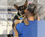 Small #15 Gerberian Shepsky