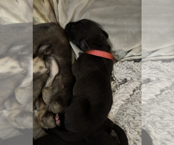 Medium Photo #15 Great Dane Puppy For Sale in TEMECULA, CA, USA
